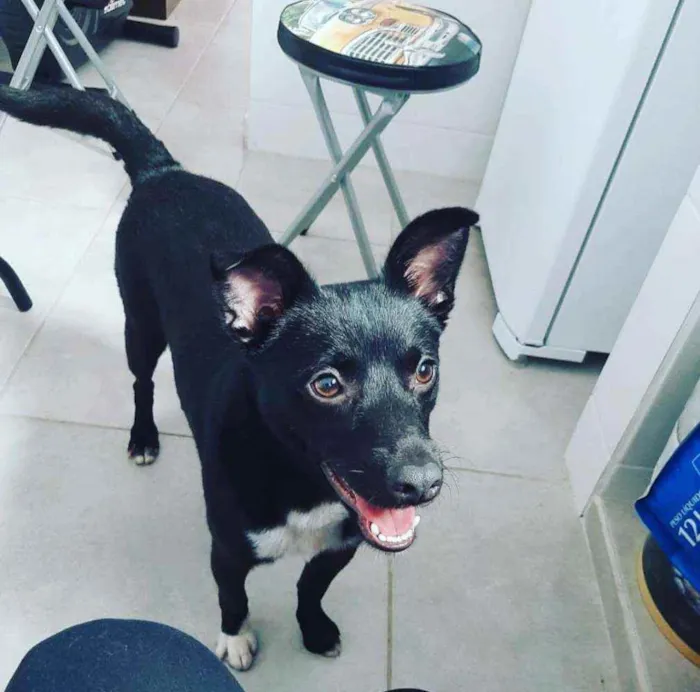 Cachorro ra a SRD idade 1 ano nome Black