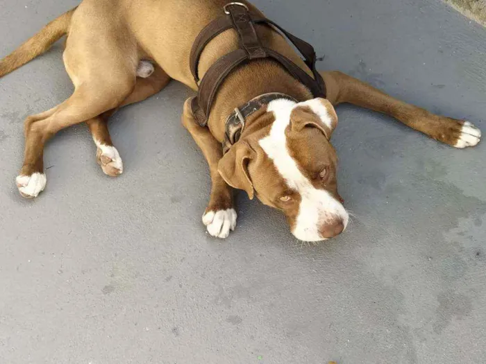 Cachorro ra a Pitbull idade 1 ano nome Max