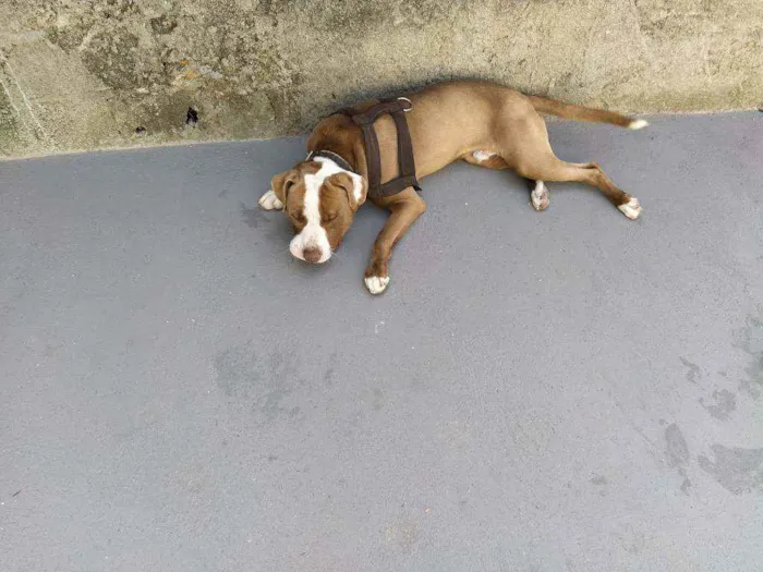 Cachorro ra a Pitbull idade 1 ano nome Max
