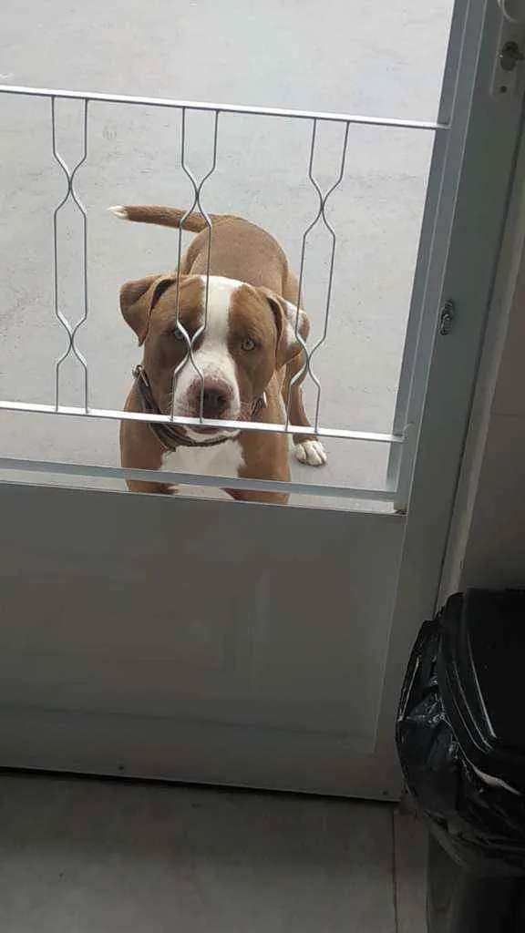 Cachorro ra a Pitbull idade 1 ano nome Max