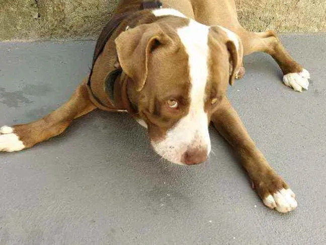 Cachorro ra a Pitbull idade 1 ano nome Max