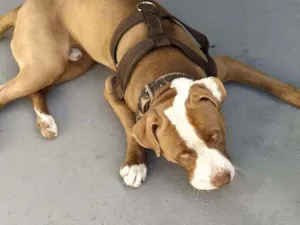 Cachorro raça Pitbull idade 1 ano nome Max