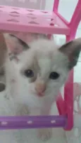 Gato
