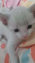 Gato