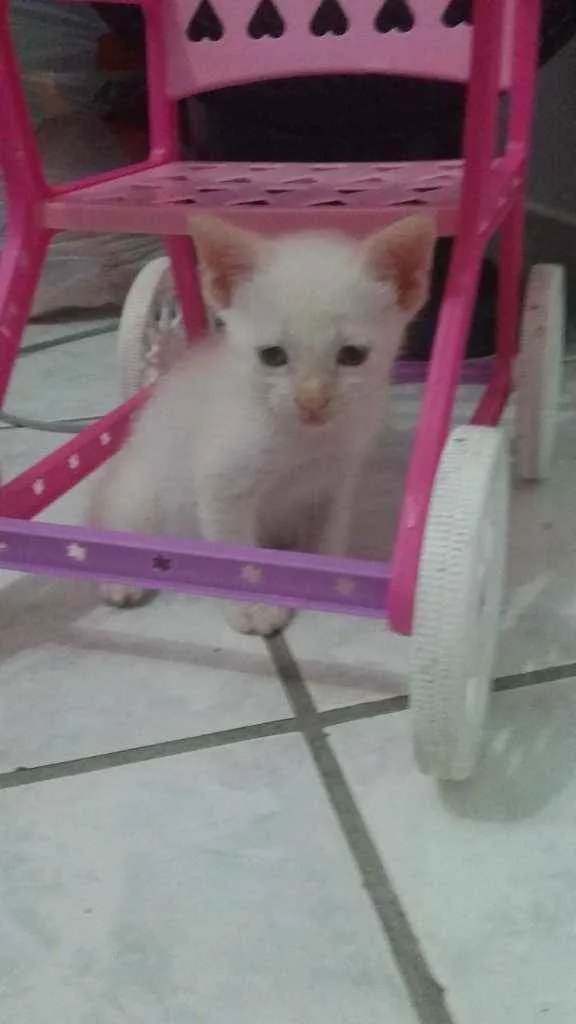 Gato ra a SRD idade Abaixo de 2 meses nome Gato