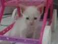 Gato