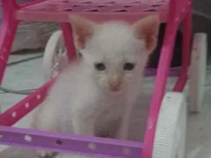 Gato raça SRD idade Abaixo de 2 meses nome Gato