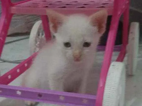 Gato ra a SRD idade Abaixo de 2 meses nome Gato