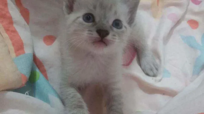 Gato ra a SRD idade Abaixo de 2 meses nome Sem nome