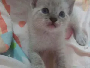 Gato raça SRD idade Abaixo de 2 meses nome Sem nome