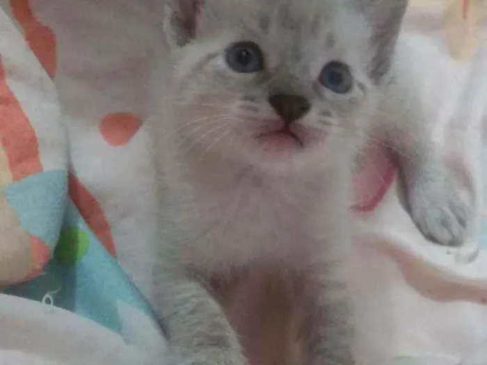 Gato ra a SRD idade Abaixo de 2 meses nome Sem nome
