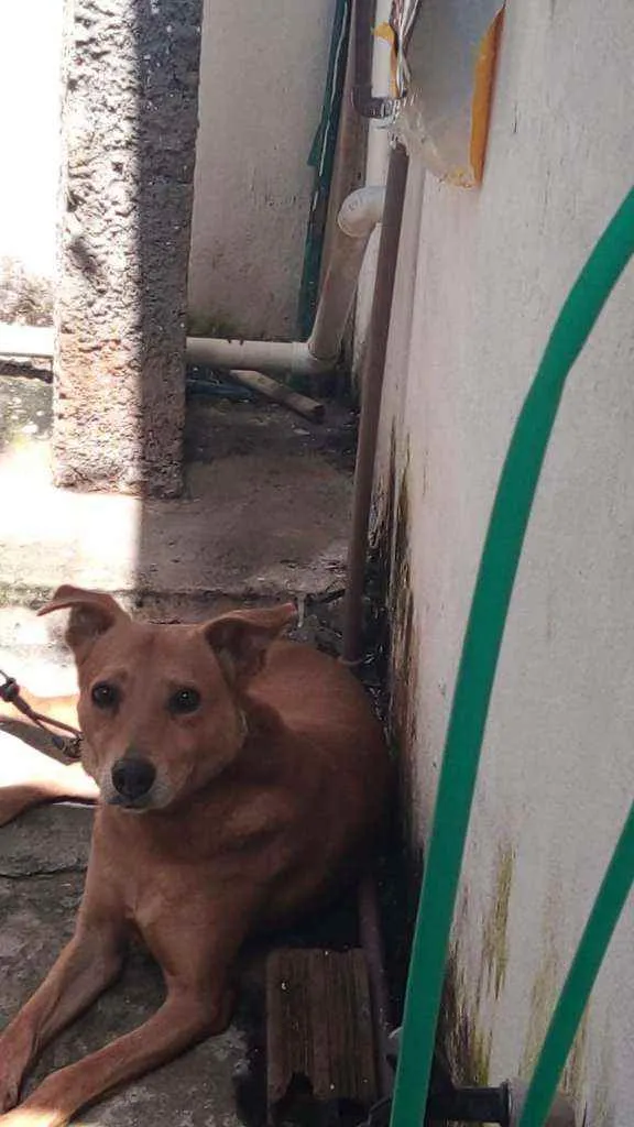 Cachorro ra a Viralata  idade 3 anos nome Gude gude