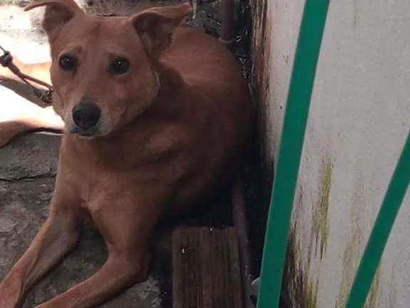 Cachorro ra a Viralata  idade 3 anos nome Gude gude