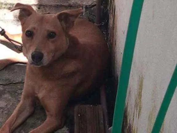 Cachorro ra a Viralata  idade 3 anos nome Gude gude