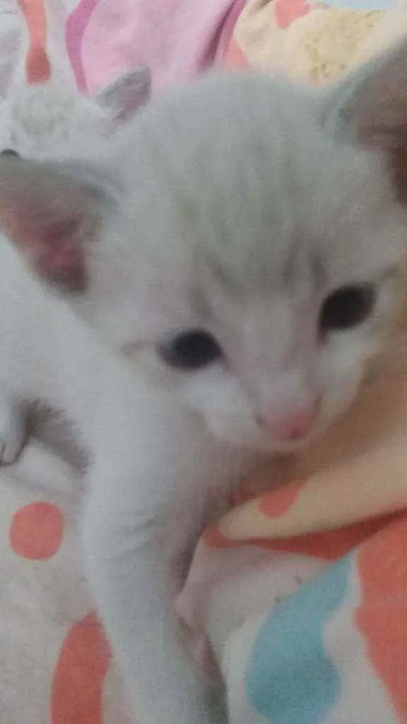 Gato ra a SRD idade Abaixo de 2 meses nome Sem nome