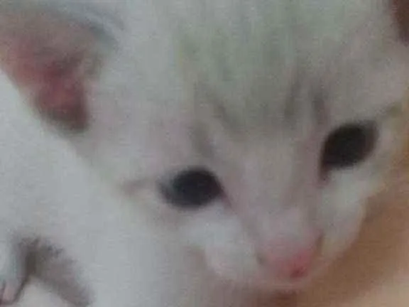 Gato ra a SRD idade Abaixo de 2 meses nome Sem nome