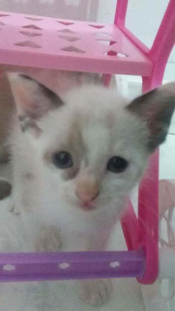 Gato ra a SRD idade Abaixo de 2 meses nome Sem nome