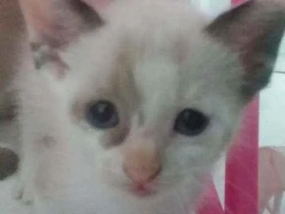 Gato ra a SRD idade Abaixo de 2 meses nome Sem nome