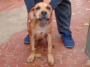Cachorro raça SRD idade 2 a 6 meses nome Jonny