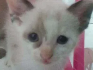 Gato raça SRD idade Abaixo de 2 meses nome Sem nome