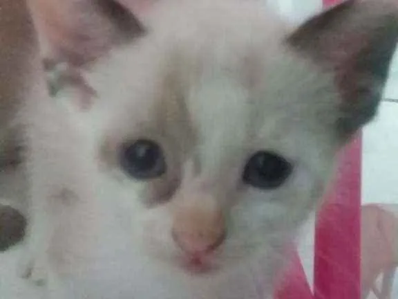 Gato ra a SRD idade Abaixo de 2 meses nome Sem nome