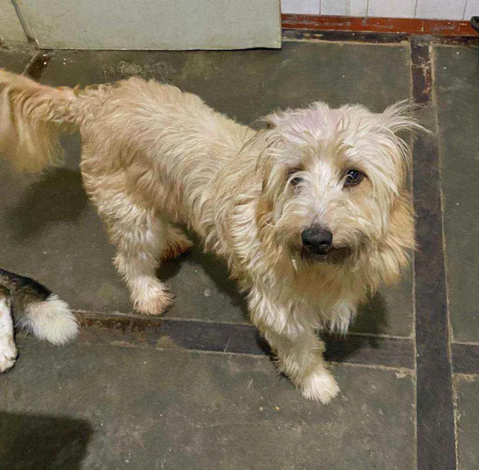 Cachorro ra a Sem raça definida idade 4 anos nome Mana