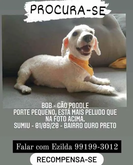 Cachorro ra a Poodle idade 6 ou mais anos nome Bobby