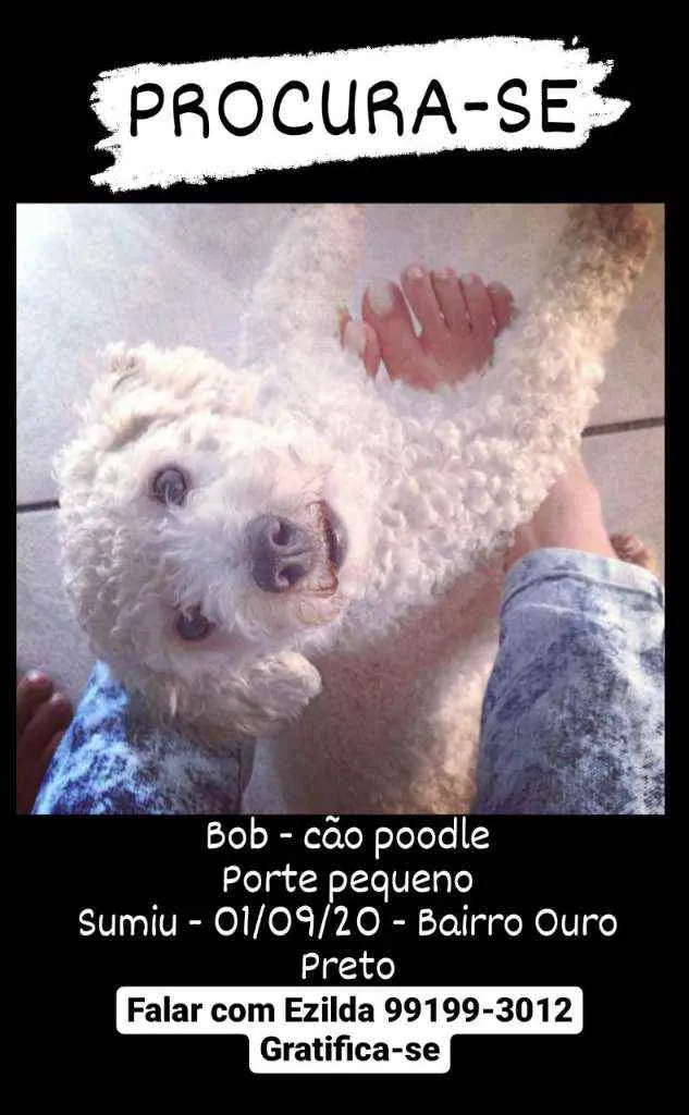 Cachorro ra a Poodle idade 6 ou mais anos nome Bobby