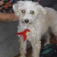 Pipoca