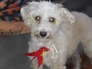Cachorro raça Poodle idade 1 ano nome Pipoca