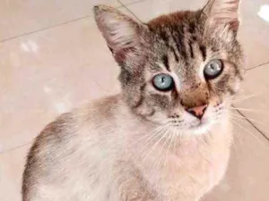 Gato raça Srd idade 1 ano nome Rafinha lindo demais