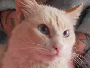 Gato raça Srd idade 1 ano nome Aslan belíssimo