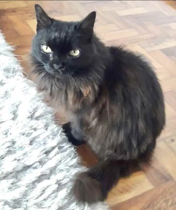 Gato ra a Srd idade 1 ano nome Maya belíssima