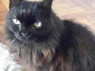 Gato ra a Srd idade 1 ano nome Maya belíssima