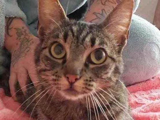 Gato raça Srd idade 7 a 11 meses nome Aurora linda gatinha