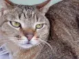 Ruivo lindo gatinho