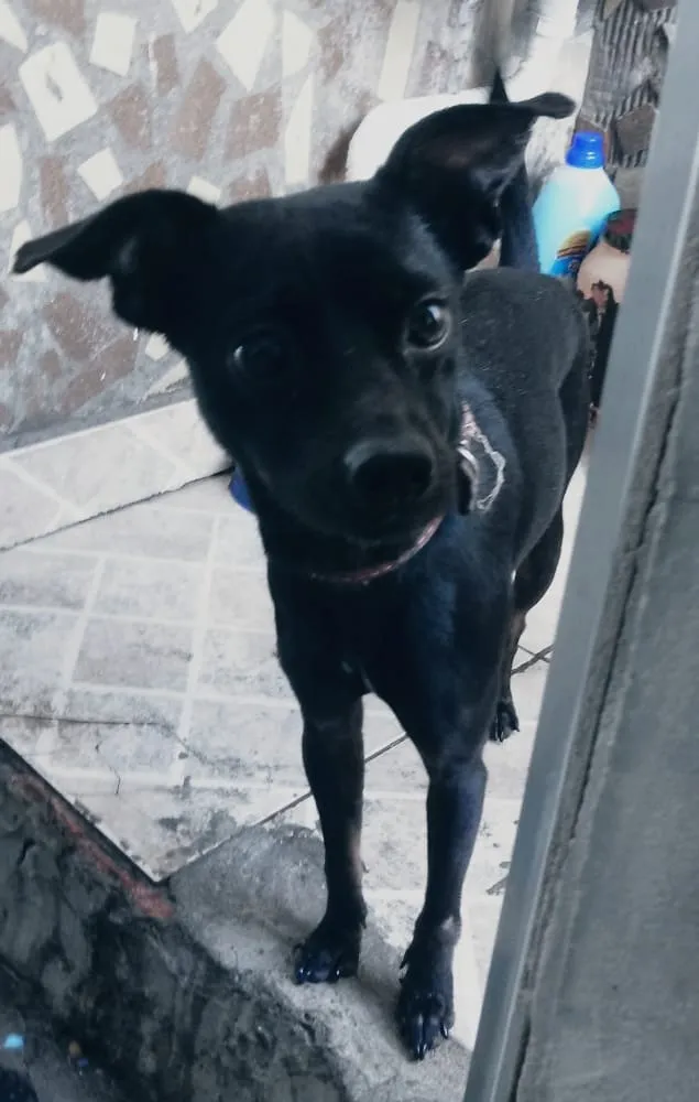 Cachorro ra a Pinscher  idade 1 ano nome Belo 