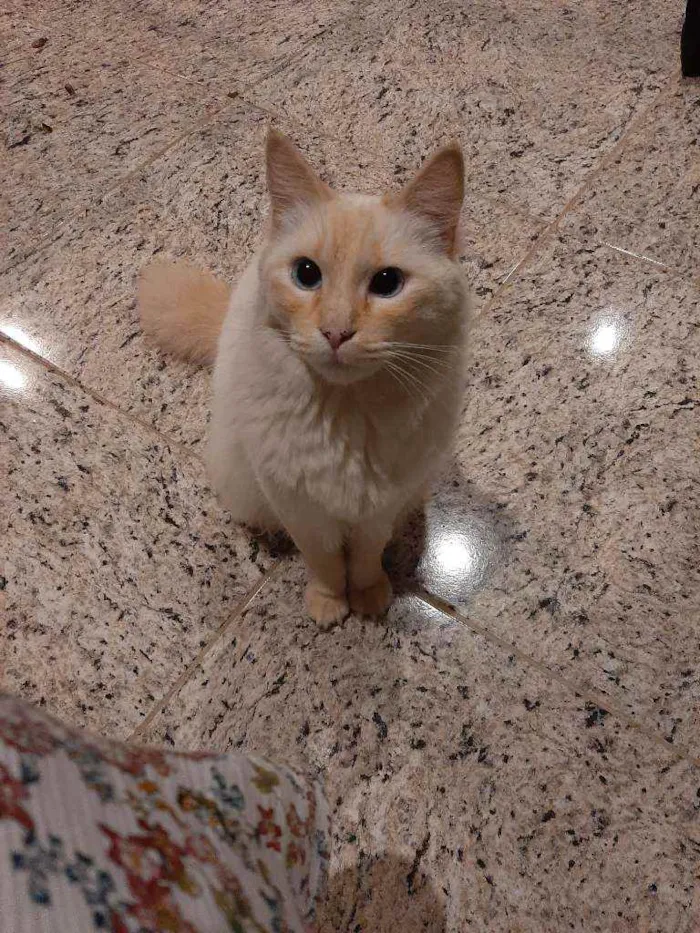 Gato ra a Mestiço  idade 3 anos nome Tigrão 