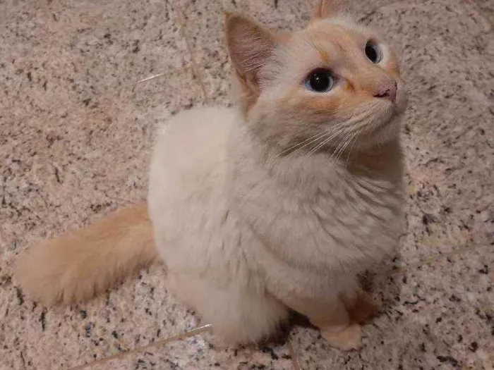 Gato ra a Mestiço  idade 3 anos nome Tigrão 