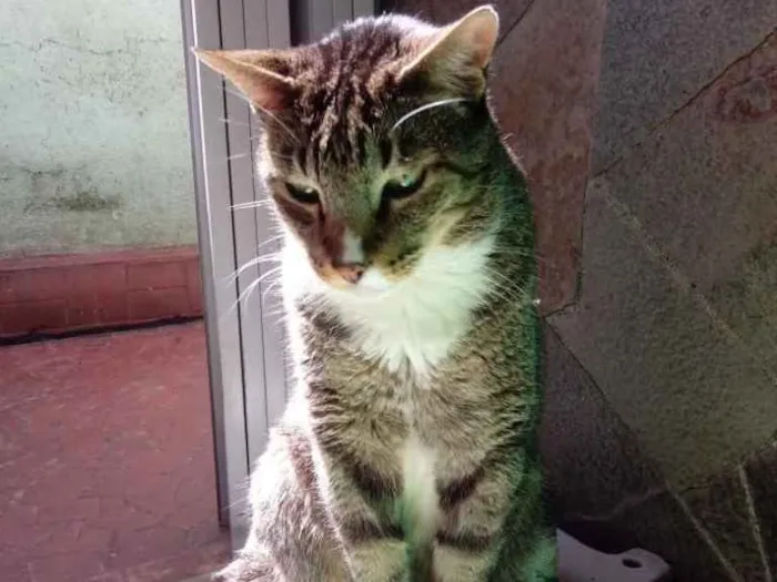 Gato ra a Srd  idade 2 anos nome Tigue lindo 