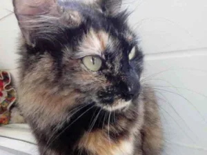 Gato raça Srd idade 2 anos nome Menina belíssima 