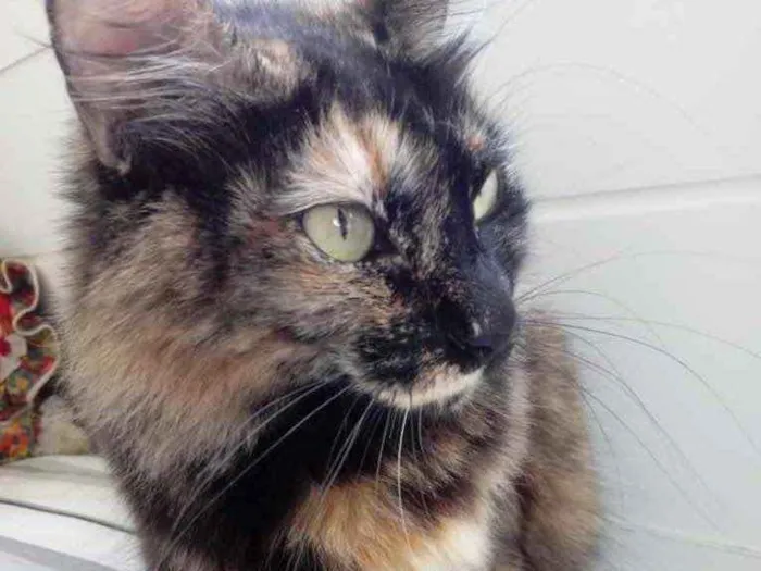 Gato ra a Srd idade 2 anos nome Menina belíssima