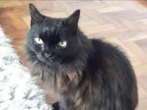 Gato raça Srd idade 1 ano nome Maya belíssima 