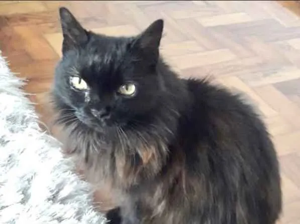 Gato ra a Srd idade 1 ano nome Maya belíssima