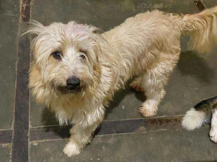 Cachorro ra a Sem raça definida idade 4 anos nome Mana