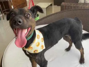 Cachorro raça SRD-ViraLata idade 1 ano nome Maya 