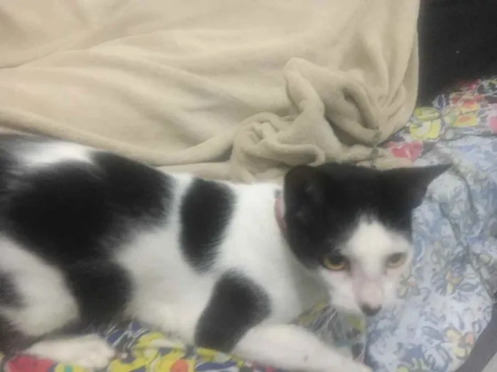 Gato raça  idade 1 ano nome Nina