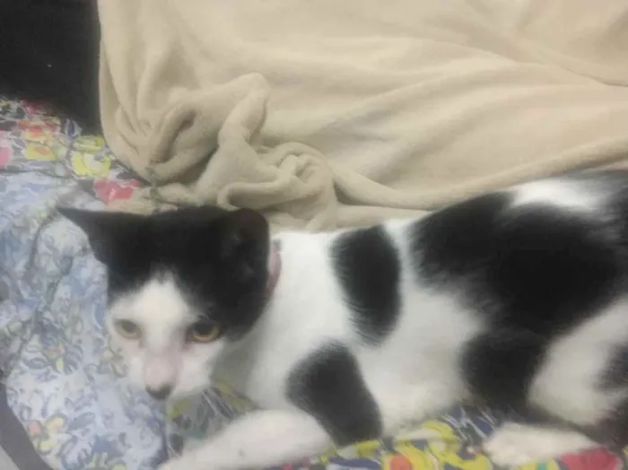 Gato raça  idade 1 ano nome Nina