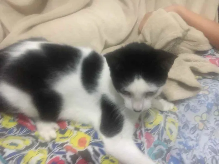 Gato raça  idade 1 ano nome Nina