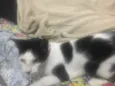 Nina